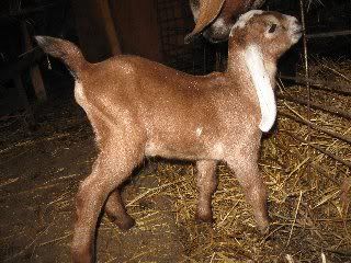 What was I thinking? - Goats