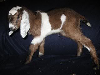 What was I thinking? - Goats