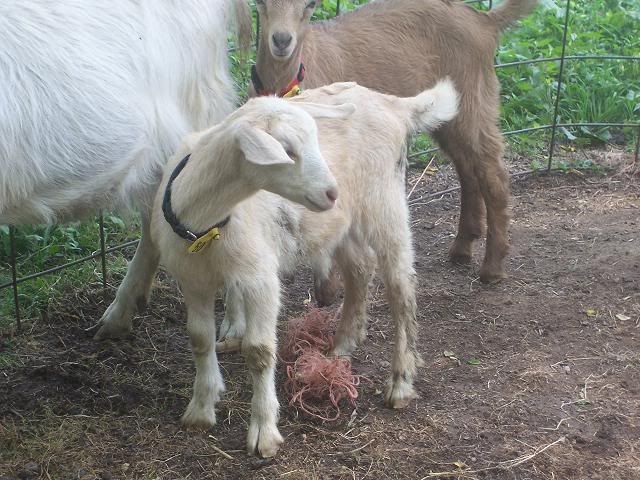 Need help naming doelings - Goats