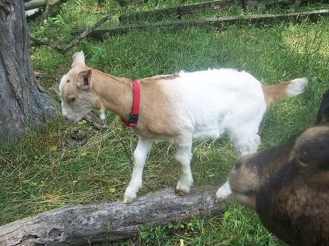 Need help naming doelings - Goats