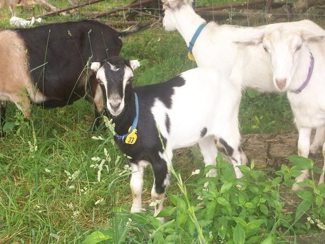 Need help naming doelings - Goats