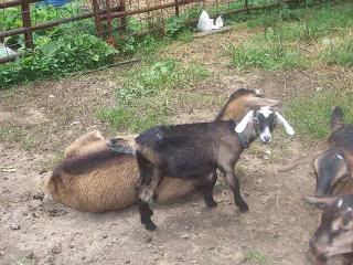Need help naming doelings - Goats