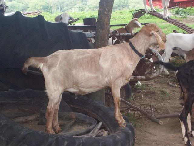 Who owns Boer gots? - Goats