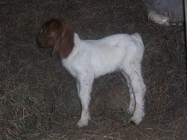 Ruth, you jinxed me..lol - Goats