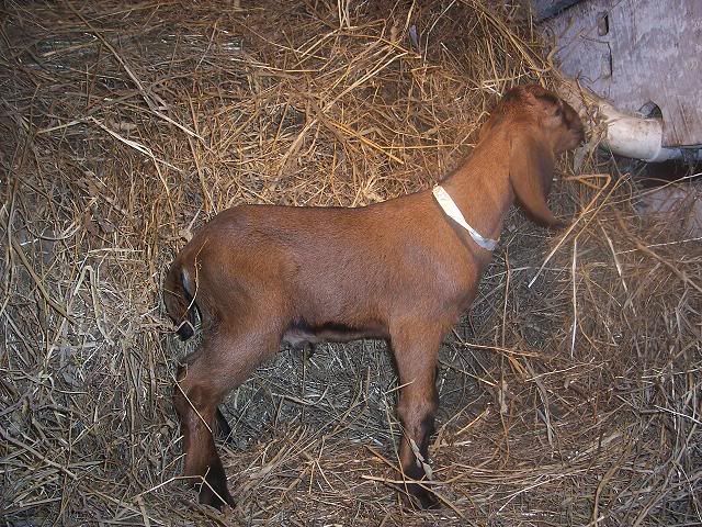 reply to whole herd - Goats