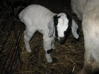 What was I thinking? - Goats