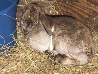 Guessing Game - Goats