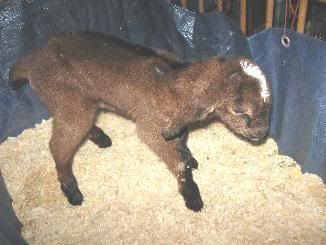 Guessing Game - Goats