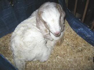 Guessing Game - Goats