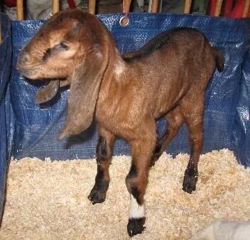 goats in side - Goats