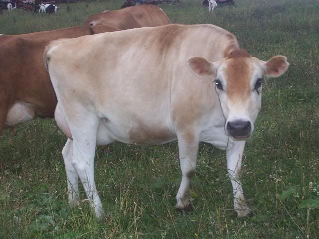 Some settled at least... - Cattle