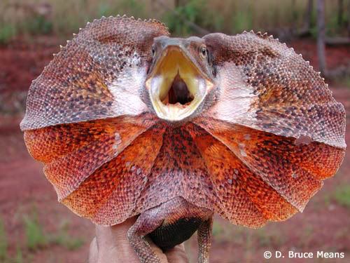 frilled-lizard.jpg