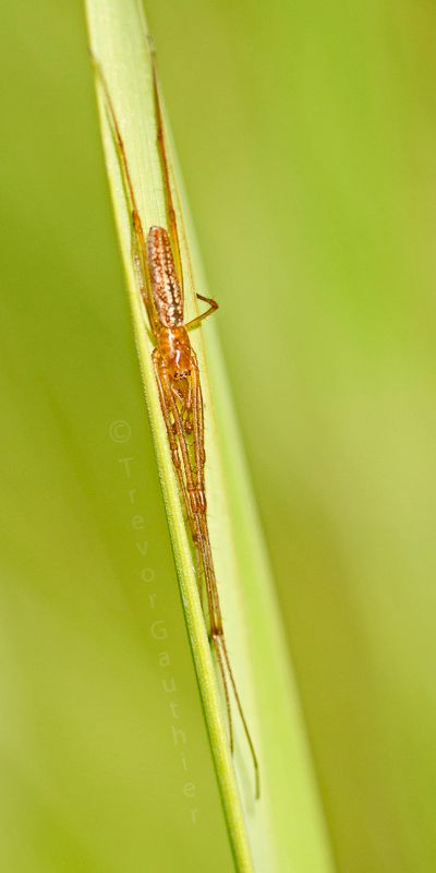 IMAGE: http://img.photobucket.com/albums/v637/tbone903/LJOW1_zps7f032cf7.jpg