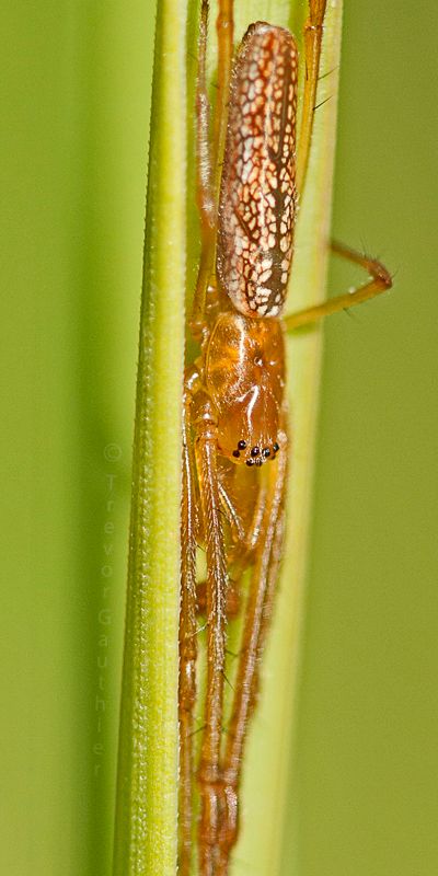 IMAGE: http://img.photobucket.com/albums/v637/tbone903/LJOW3_zpsf195f9fd.jpg