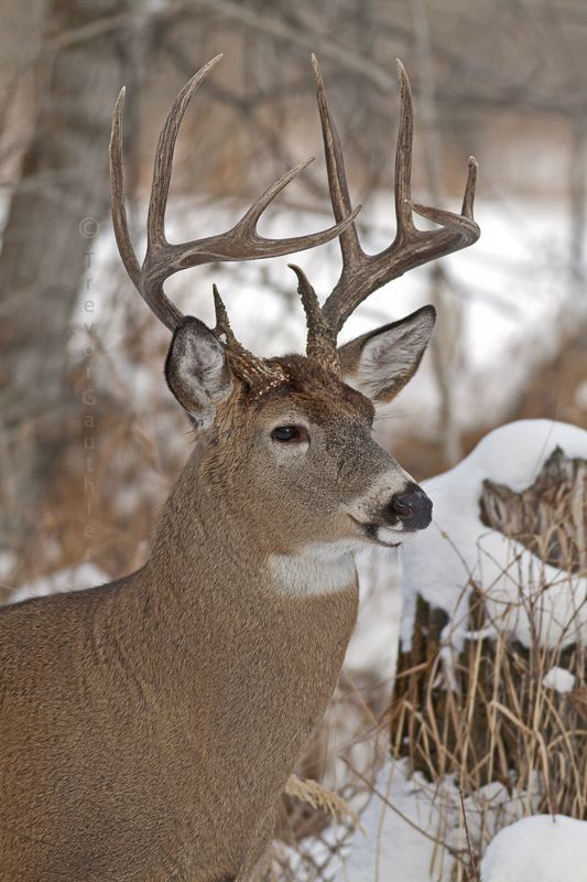 IMAGE: http://img.photobucket.com/albums/v637/tbone903/buck3.jpg