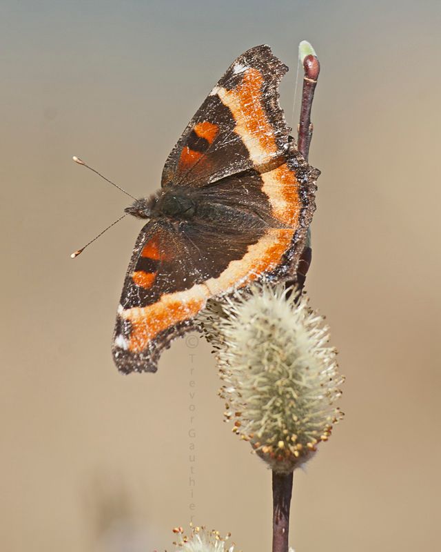 IMAGE: http://img.photobucket.com/albums/v637/tbone903/butterfly2-2_zpsb3d36571.jpg