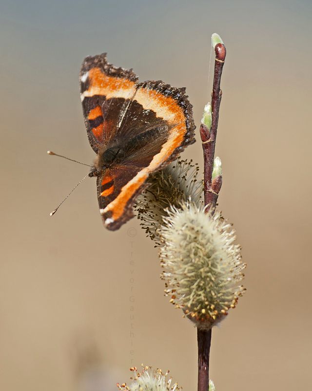 IMAGE: http://img.photobucket.com/albums/v637/tbone903/butterfly_zpsb2d89be0.jpg