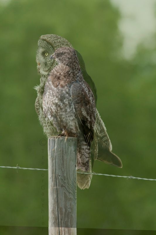 IMAGE: http://img.photobucket.com/albums/v637/tbone903/comparison1_zpsd19882c4.jpg