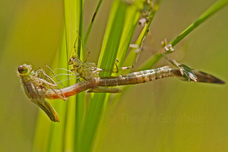 IMAGE: http://img.photobucket.com/albums/v637/tbone903/damsel2_zps96d5fd53.jpg