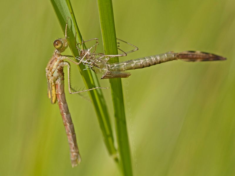 IMAGE: http://img.photobucket.com/albums/v637/tbone903/damsel4_zps66d9cc84.jpg