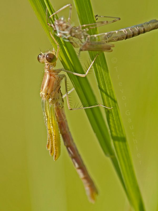 IMAGE: http://img.photobucket.com/albums/v637/tbone903/damsel5_zpsb72d4664.jpg