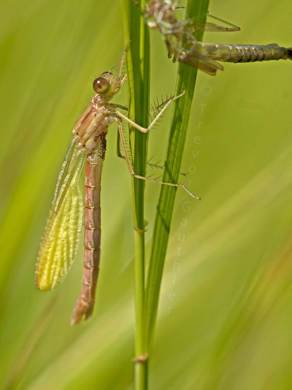 IMAGE: http://img.photobucket.com/albums/v637/tbone903/damsel6_zps8eeda91a.jpg