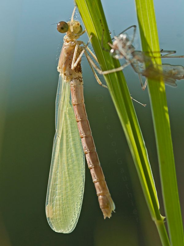 IMAGE: http://img.photobucket.com/albums/v637/tbone903/damsel8_zps879ff1d1.jpg