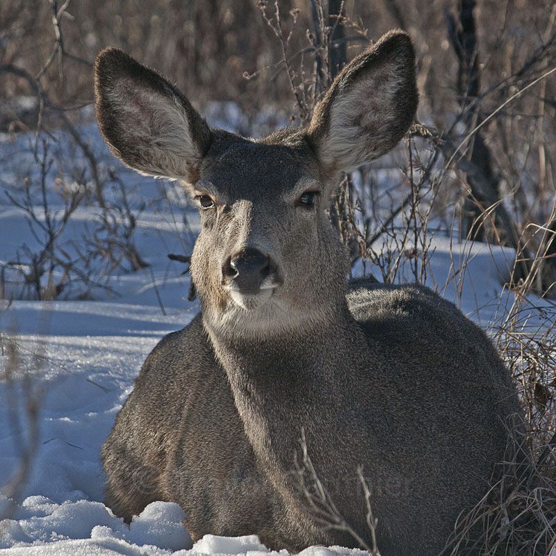 IMAGE: http://img.photobucket.com/albums/v637/tbone903/deer1-1.jpg