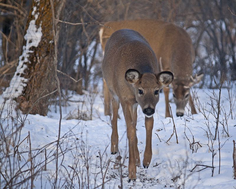 IMAGE: http://img.photobucket.com/albums/v637/tbone903/deer1.jpg