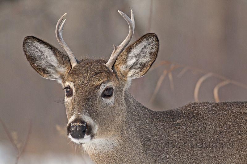 IMAGE: http://img.photobucket.com/albums/v637/tbone903/deer10.jpg