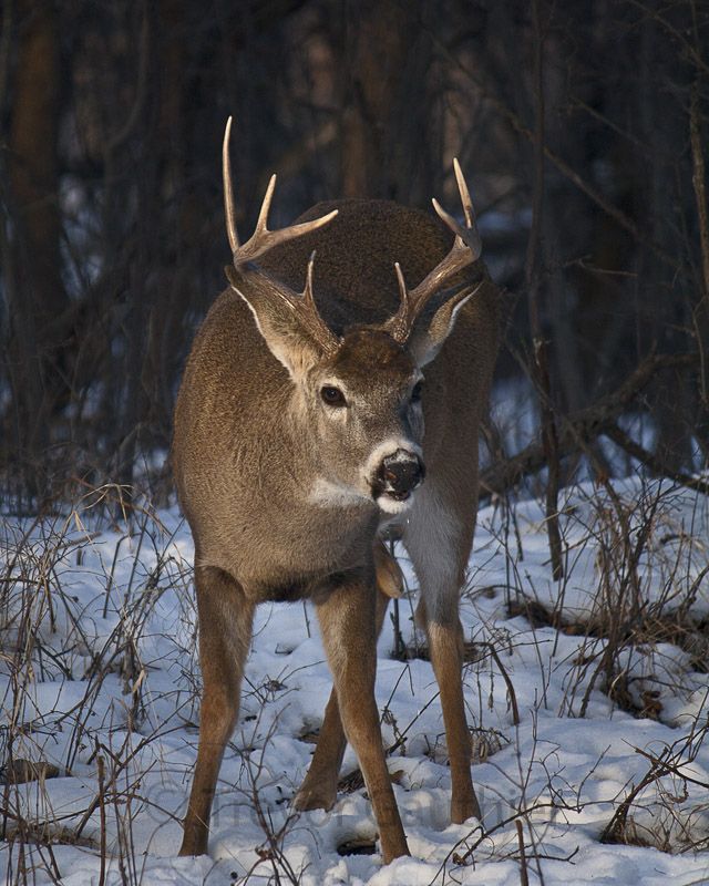 IMAGE: http://img.photobucket.com/albums/v637/tbone903/deer2-1.jpg