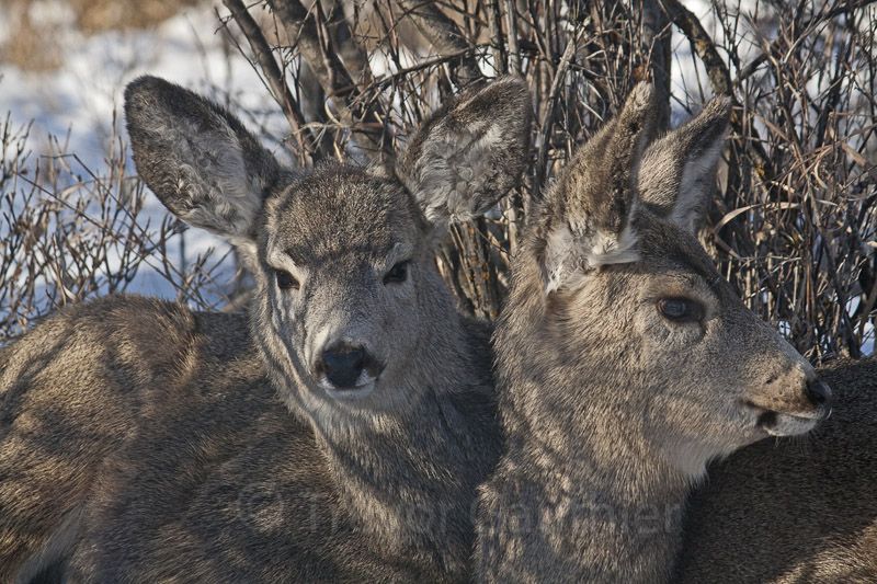 IMAGE: http://img.photobucket.com/albums/v637/tbone903/deer2-2.jpg