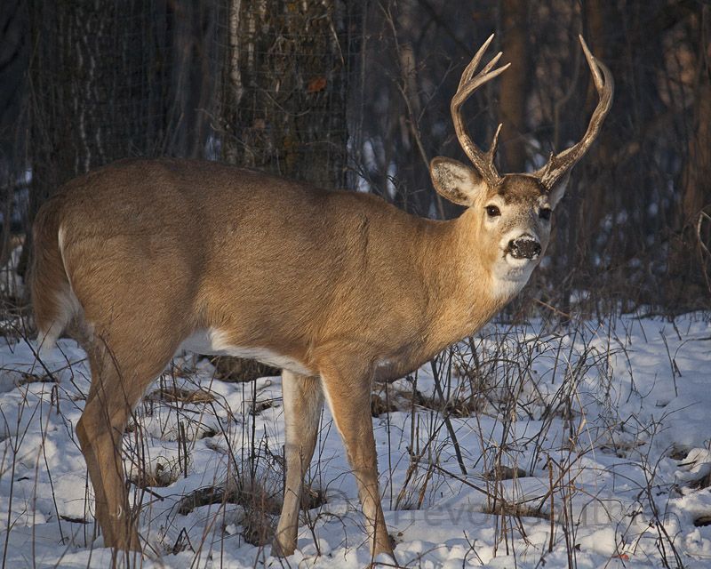 IMAGE: http://img.photobucket.com/albums/v637/tbone903/deer4.jpg