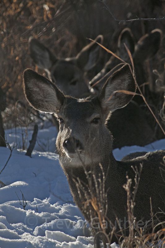 IMAGE: http://img.photobucket.com/albums/v637/tbone903/deer5-1.jpg