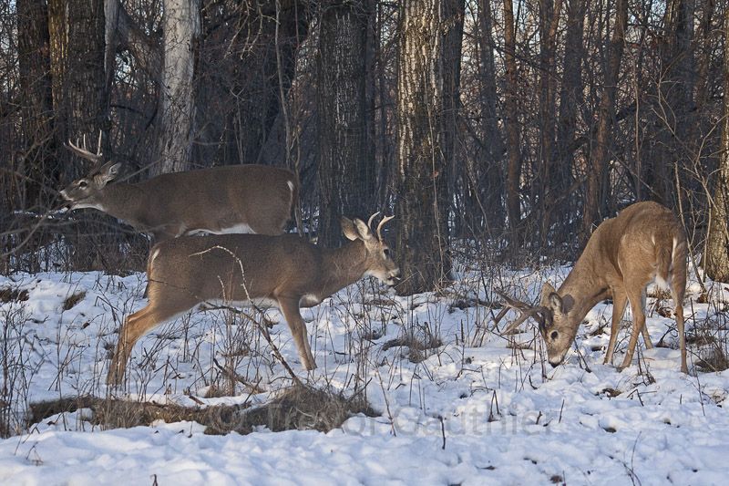IMAGE: http://img.photobucket.com/albums/v637/tbone903/deer5.jpg