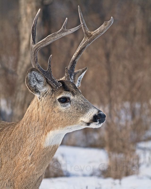 IMAGE: http://img.photobucket.com/albums/v637/tbone903/deer6.jpg