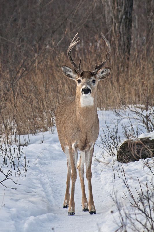 IMAGE: http://img.photobucket.com/albums/v637/tbone903/deer8.jpg