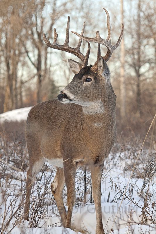 IMAGE: http://img.photobucket.com/albums/v637/tbone903/deer9.jpg