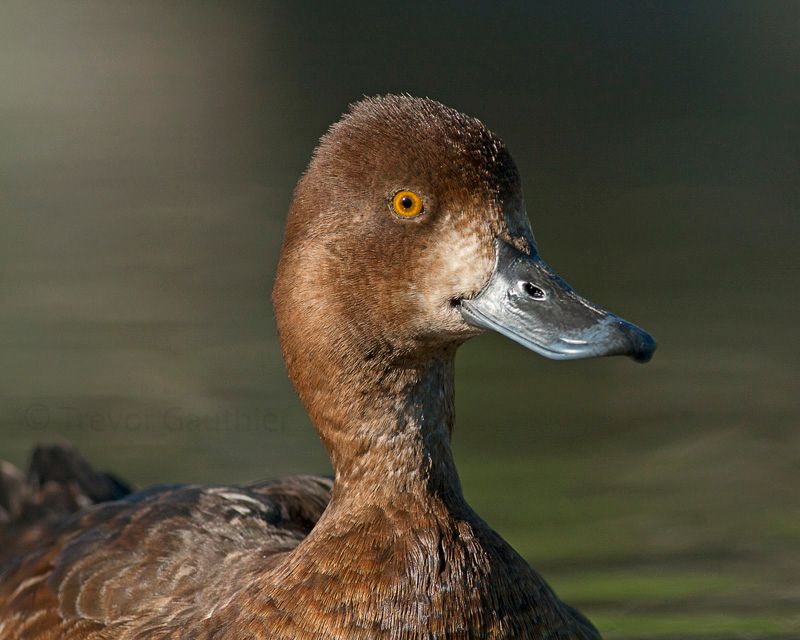 IMAGE: http://img.photobucket.com/albums/v637/tbone903/duck1_zps0ea9e86a.jpg