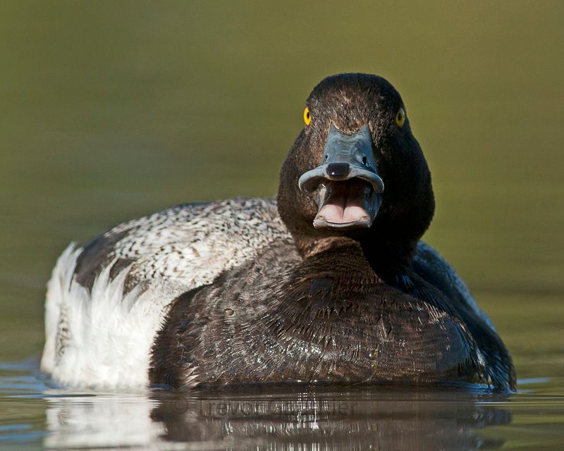 IMAGE: http://img.photobucket.com/albums/v637/tbone903/duck2_zps7c91f324.jpg