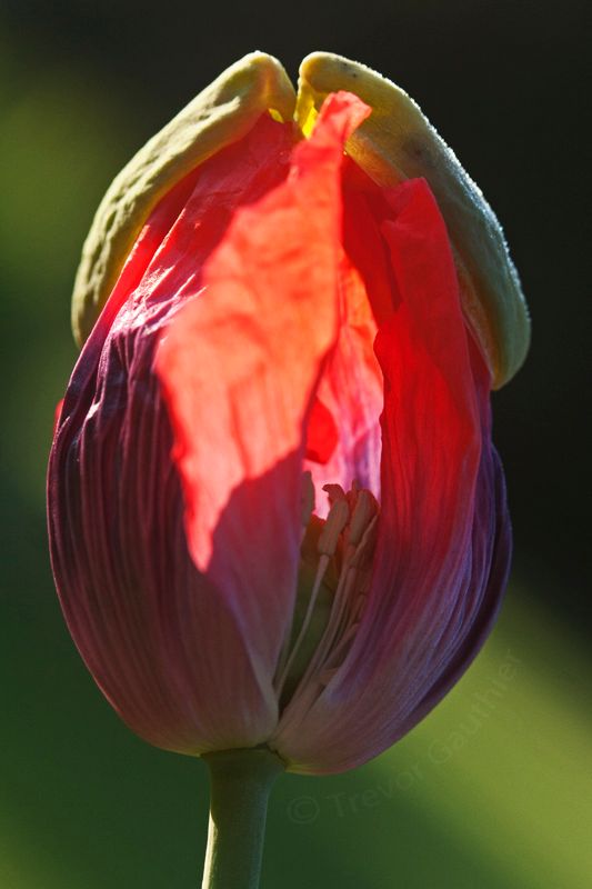 IMAGE: http://img.photobucket.com/albums/v637/tbone903/flower2_zps4b07e9d4.jpg