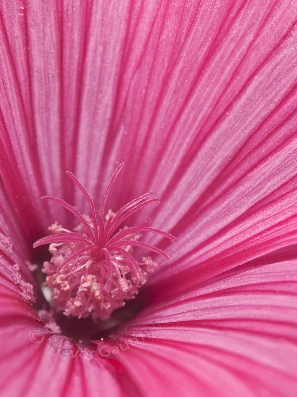 IMAGE: http://img.photobucket.com/albums/v637/tbone903/flower3_zpsb8c0f7a2.jpg