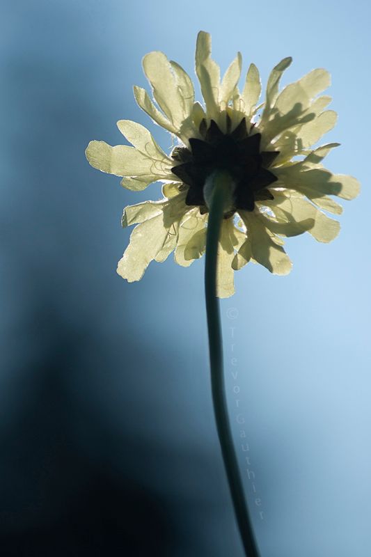 IMAGE: http://img.photobucket.com/albums/v637/tbone903/flower4_zps77eb27dd.jpg