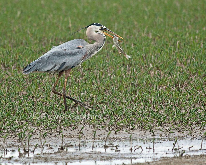 IMAGE: http://img.photobucket.com/albums/v637/tbone903/gbh1_zpsb6daacb9.jpg