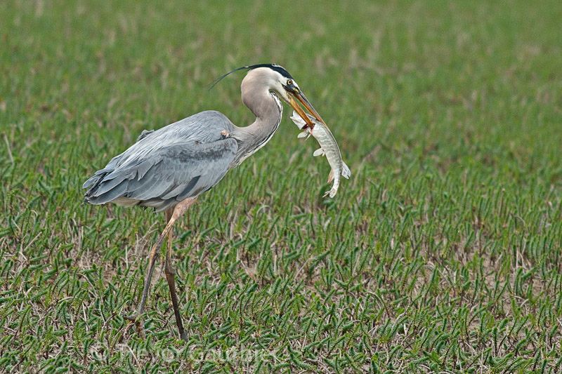 IMAGE: http://img.photobucket.com/albums/v637/tbone903/gbh2_zpsec71aca1.jpg