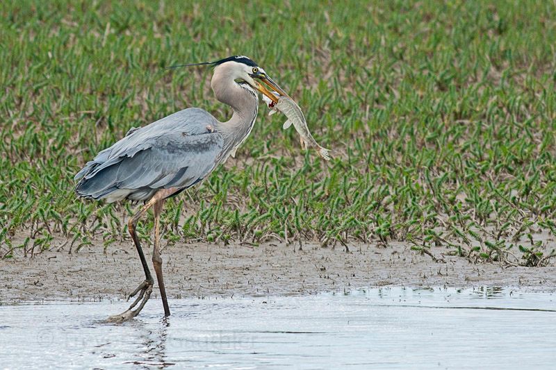 IMAGE: http://img.photobucket.com/albums/v637/tbone903/gbh3_zps2b46e1b4.jpg