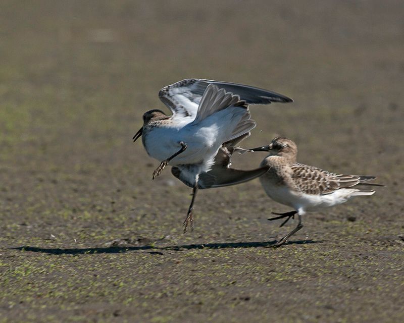 IMAGE: http://img.photobucket.com/albums/v637/tbone903/goose1_zps3cba98f8.jpg