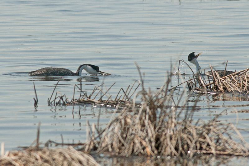 IMAGE: http://img.photobucket.com/albums/v637/tbone903/grebes1_zps257d09dd.jpg
