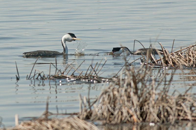 IMAGE: http://img.photobucket.com/albums/v637/tbone903/grebes2_zpsd5ab7023.jpg
