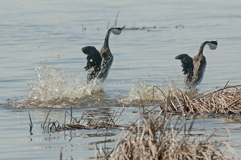 IMAGE: http://img.photobucket.com/albums/v637/tbone903/grebes4_zps4490addd.jpg